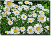 цветы ромашки GIF - цветы ромашки GIFs