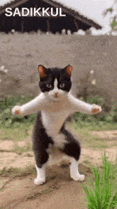 a black and white cat is standing on its hind legs with the words sadikkul above it
