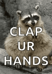 Raccoon Clap GIF - Raccoon Clap Yay GIFs