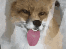 Lick Fox GIF