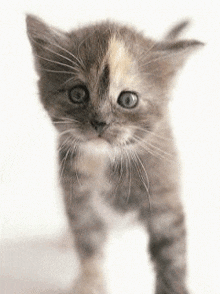 Cute Kitty Gif GIF - Cute Kitty Gif GIFs