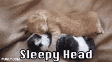 Cats Sleepy Head GIF - Cats Sleepy Head GIFs