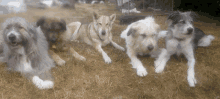Kratu Pack GIF - Kratu Pack Dogs GIFs