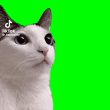 Cat Meme Saxophone Cat Dancing GIF - Cat Meme Saxophone Cat Dancing Cat Head Bobbing GIFs