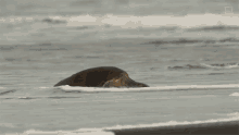 Chilling By The Ocean World Turtle Day GIF - Chilling By The Ocean World Turtle Day Untamed GIFs