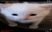 a video of a white cat with black eyes is on youtube