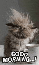 a fluffy kitten is sitting next to a cup of coffee and says `` good morning '' .
