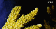 Coral Sea GIF - Coral Sea Reef GIFs