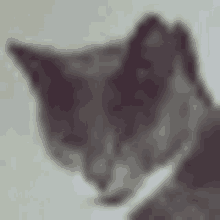 Cats Szemet Forgatómacska GIF