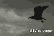 a silhouette of a bird flying in a cloudy sky with the hashtag @tvresidence