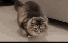 Cat Moving GIF - Cat Moving Wiggle GIFs
