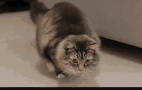 moving animations of cats