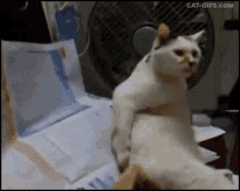 Cat Funny Cat GIF - Cat Funny Cat Scratch GIFs