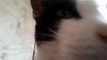 Authenyo Silly Cat GIF - Authenyo Silly Cat Cat GIFs