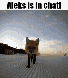 Aleks Aleks In Chat GIF