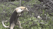 a giant anteater is standing on its hind legs in the grass .
