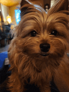 Cybelle 1year Old GIF