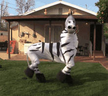 zebra football dance dance move