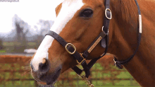 Hmph GIF - Horse Horses Equine GIFs