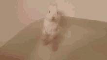 Baby Bunny'S Bath Time GIF - Baby Bunny Bath GIFs