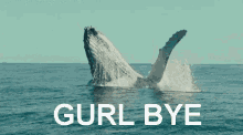 a picture of a humpback whale in the ocean with gurl bye written below it