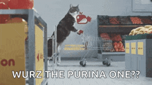 Shopping Cat GIF - Shopping Cat Food GIFs