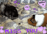 Guinea Pig Guinea Pigs GIF - Guinea Pig Guinea Pigs Miss You GIFs