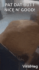 a dog is laying on a couch and says `` pat dat butt nice n good '' .