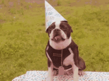 Happy Birthday Dog GIF - Happy Birthday Dog GIFs
