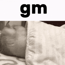 Goodmorning Cat Gm Cat GIF - Goodmorning Cat Gm Cat Manfred Cat GIFs