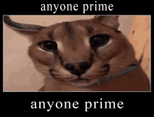 Anyone Prime GIF - Anyone Prime Anyoneprime GIFs