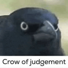 Crow Crow Of Judgement GIF - Crow Crow Of Judgement Judge GIFs