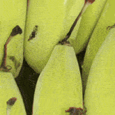 a close up of a plant with the name jamesmykil
