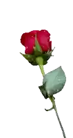 a single red rose with a green stem and leaves