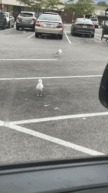 I’ll Be Watching You Seagull GIF - I’ll Be Watching You Seagull GIFs
