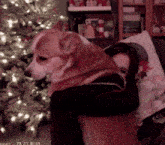 a woman is hugging a dog in front of a christmas tree with the number 78 72 visible in the corner