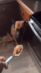 Dog Dog Eating Peanutbutter GIF - Dog Dog Eating Peanutbutter Dog Spoon GIFs
