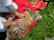 Tiger Cub GIF - Tiger Cub Whelp GIFs
