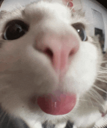 Cat Mlem GIF - Cat Mlem Close Up GIFs
