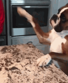 Dog Tapped GIF - Dog Tapped Excuse GIFs