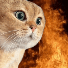 Cat Angry GIF - Cat Angry Fire GIFs