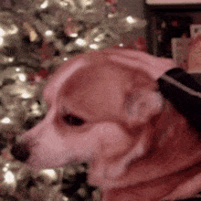 a person is petting a small dog in front of a christmas tree