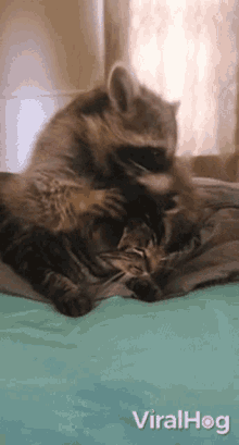 Cleaning Viralhog GIF - Cleaning Viralhog Cat GIFs