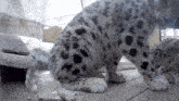 Snow Leopard Sniff GIF - Snow Leopard Sniff Sniffing GIFs