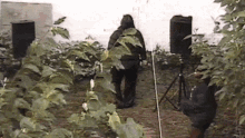 a man in a hooded jacket is walking through a lush green garden