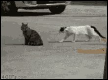 a black and white cat is walking towards another cat on the street