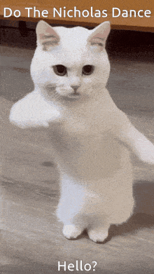 Cat Dancing Cat GIF