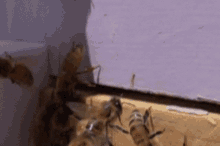 Bee Headbutt GIF - Bee Headbutt Wall GIFs