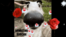 a picture of a dog with hearts coming out of its nose and the words " приветик пупсик " on the bottom