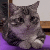 Cat Mad Act3ree GIF - Cat Mad Cat Act3ree GIFs